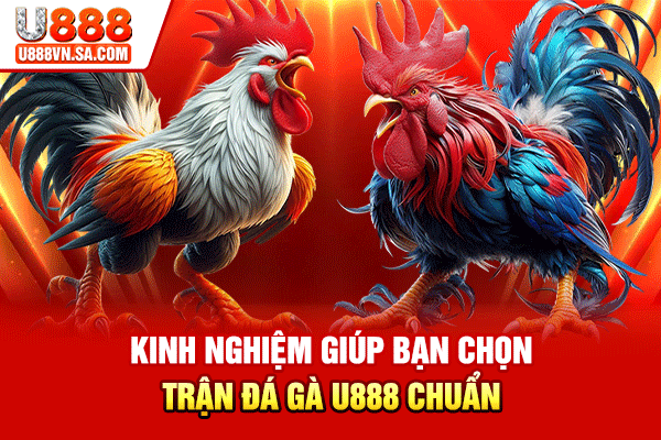 Đá Gà U888 – Sảnh Đá Gà Trực Tiếp Chuẩn Thomo % Kinh nghiệm giúp bạn chọn trận đá gà U888 chuẩn