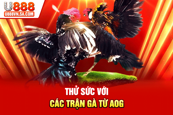 Đá Gà U888 – Sảnh Đá Gà Trực Tiếp Chuẩn Thomo % Thử sức với các trận gà từ AOG